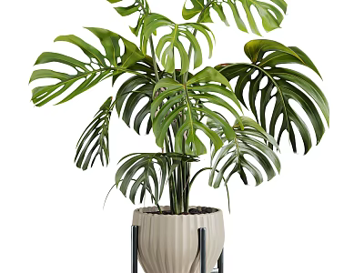 Large Leaf Monstera Potted Plant in Cream Colored Pot with Black Metal Stand 3d model