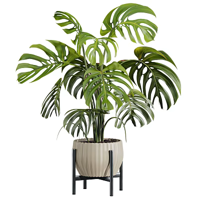 Large Leaf Monstera Potted Plant in Cream Colored Pot with Black Metal Stand 3d model