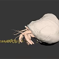 White Shell Like Structure With Extending Tentacles And Scattered Yellow Particles