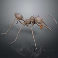 Brown 3D Rendered Ant With Large Mandibles Long Antennae Slender Legs Dark Background And Reflection