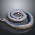 Detailed Colorful Iridescent Scaled Snake Coiled On Dark Reflective Surface
