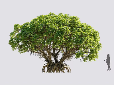 Lush Green Shrub With Dense Foliage Exposed Roots And Person Standing Nearby 3d model