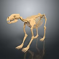Detailed Animal Skeleton Model With Light Color And Dark Background Reflection 3d model