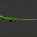 Vibrant Green Lizard With Yellow Tail On Dark Shiny Background 3d model