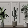 Indoor Potted Tropical Leaf Cactus Palm With Decorative Pots On White Paneled Walls Wooden Floor