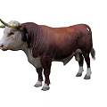 Brown And White Bull With Long Horns In Standing Pose