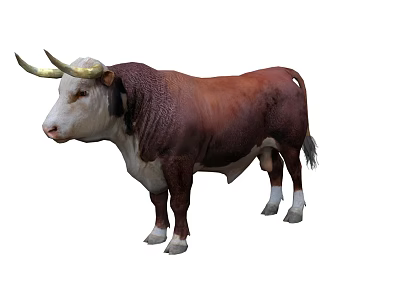 bull livestock livestock mammal cow 3d model