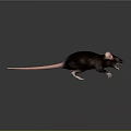 Black Rat With Pink Tail Open Mouth On Gray Reflective Surface 3d model
