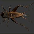 Detailed Realistic Dark Brown Cricket With Long Antennae And Extended Legs