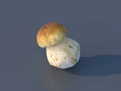 Fresh Brownish Yellow Cap Mushroom with White Stem on Gray Background 3d model