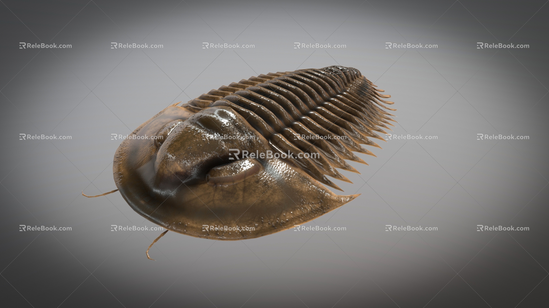 Realistic Trilobes Ancient Biological Insects 3d model