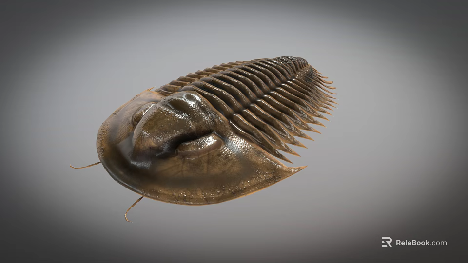 Ancient Reptile Fossil With Segmented Shell And Armored Body Structure 3d model 