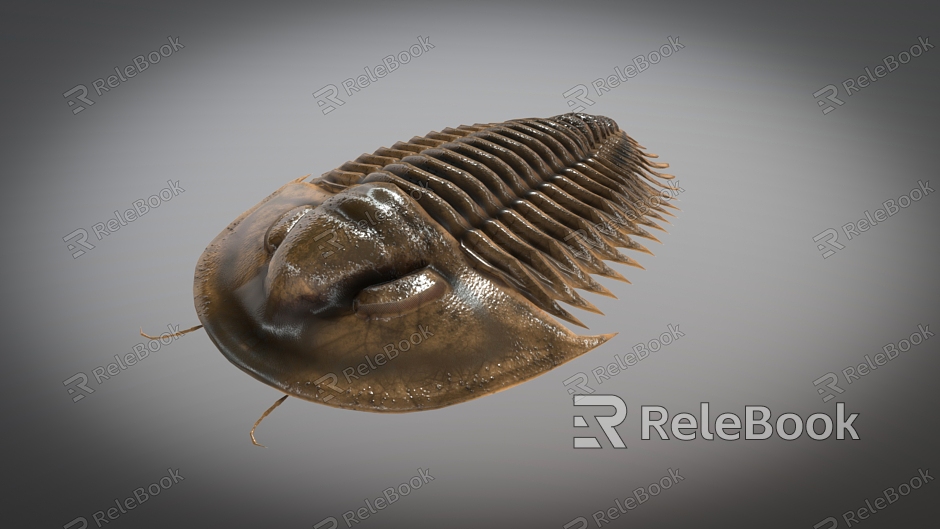 Realistic Trilobes Ancient Biological Insects model