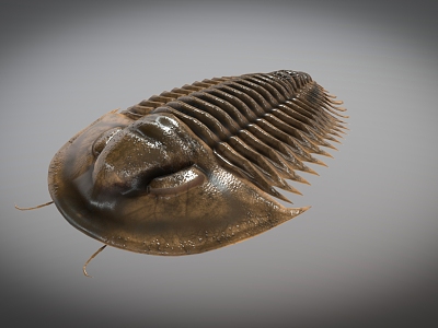 Realistic Trilobes Ancient Biological Insects model