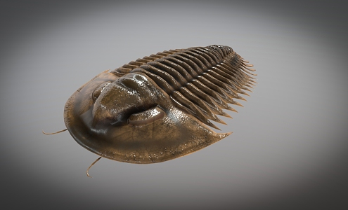 Realistic Trilobes Ancient Biological Insects 3d model