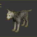 Gray Wolf Standing On Dark Surface With Realistic Fur And Reflection