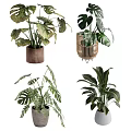 Indoor Potted Plants With Various Large Leaf Types And Decorative Planters 3d model