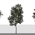 Six Varied Trees Displaying Lush Foliage And Colorful Fruits In Different Hues