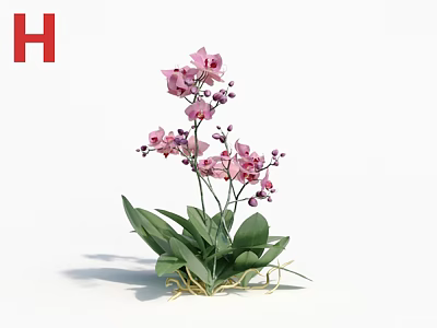Beautiful Decorative Pink Orchids With Green Leaves And Stems On White Background 3d model