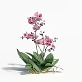 Beautiful Decorative Pink Orchids With Green Leaves And Stems On White Background