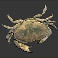 Fresh Brown Spotted Crab With Claws And Legs On Black Background