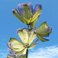 Purple and Green Flower Blooming Against Blue Sky with White Clouds