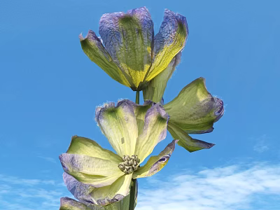 Purple and Green Flower Blooming Against Blue Sky with White Clouds 3d model