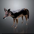 Striped Jackal With Brown And Black Fur Pointed Ears Standing On Dark Background With Reflection