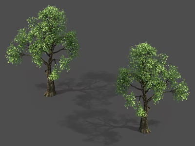 Two Tall Trees With Green Leaves And Brown Trunks Casting Shadows 3d model