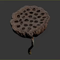 Dried Brown Lotus Seed Pod With Textured Surface On Dark Background 3d model