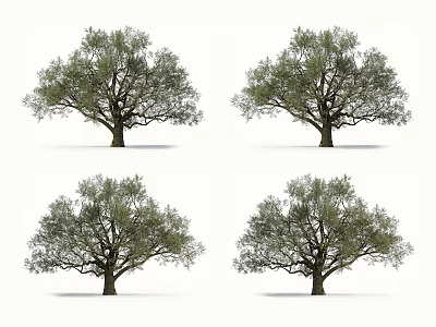 Tall Trees With Thick Trunks And Green Leaves For Garden Landscaping 3d model