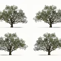Tall Trees With Thick Trunks And Green Leaves For Garden Landscaping