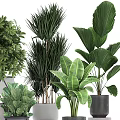 Various Green Potted Plants With Large Leaves And Modern Geometric Planters