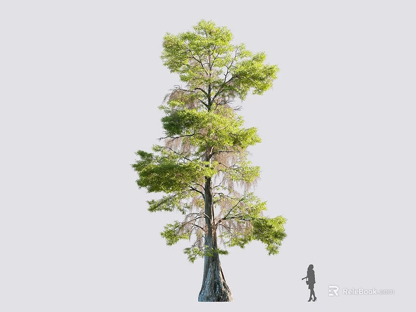 Tall Arbor With Lush Green Foliage Thick Brown Trunk And Standing Person Showing Height 3d model 