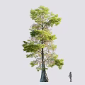 Tall Arbor With Lush Green Foliage Thick Brown Trunk And Standing Person Showing Height