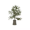 Bonsai Plant with Elegant Curved Branches Lush Green Leaves and Natural Stone Base