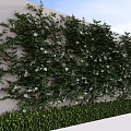 Lush Green Plant Wall with White Flowers and Foliage on Exterior Wall Under Blue Sky