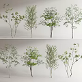 Various Arbor Trees With Different Green Foliage And Trunk Shapes 3d model
