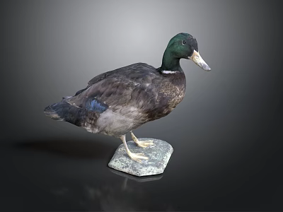 Taxidermy Duck Standing with Green Head and Brown Feathers on Hexagonal Base 3d model
