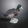 Taxidermy Duck Standing with Green Head and Brown Feathers on Hexagonal Base