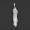 White Cat Standing On Smooth Surface With Gray Gradient Background 3d model