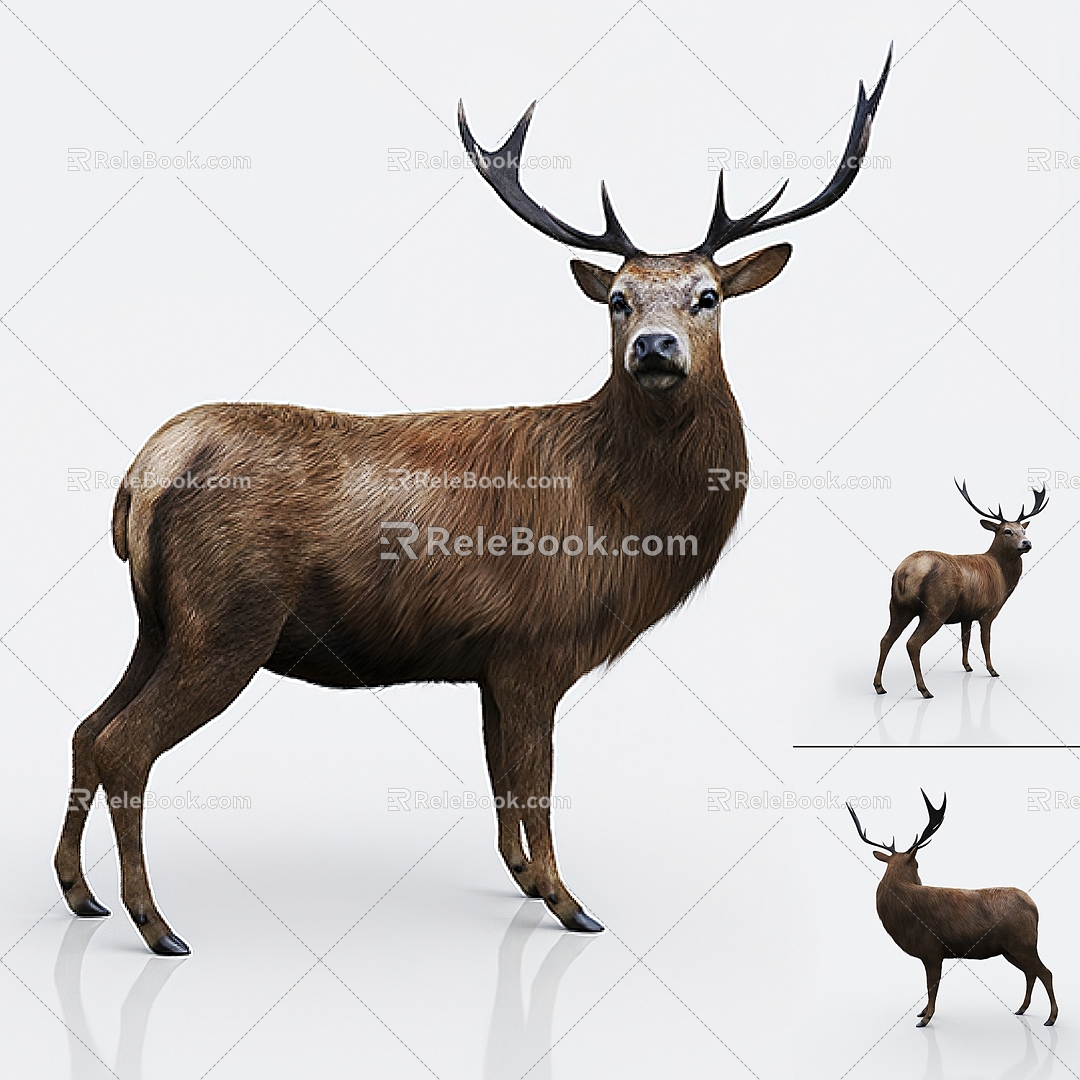 modern animal deer 3d model