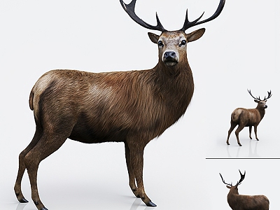 modern animal deer 3d model