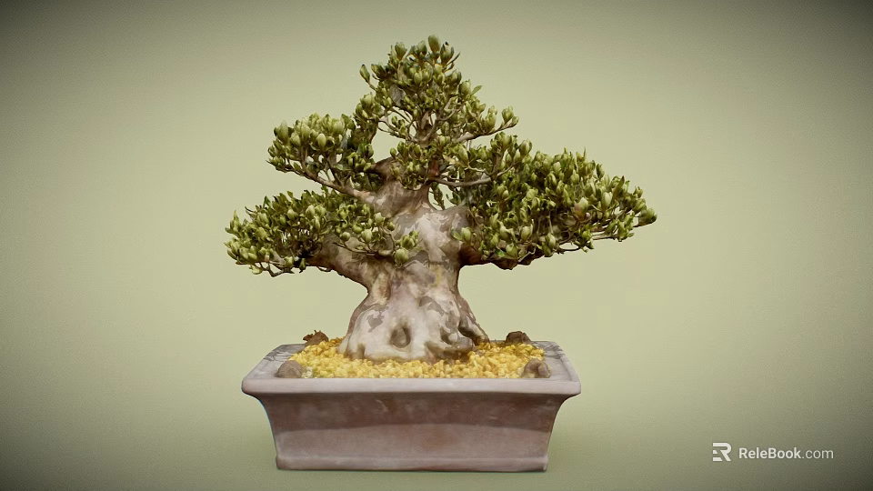 Bonsai Tree With Twisted Trunk Lush Green Leaves In Square Terracotta Pot Yellow Pebbles 3d model 