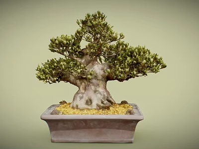 Bonsai Tree With Twisted Trunk Lush Green Leaves In Square Terracotta Pot Yellow Pebbles 3d model