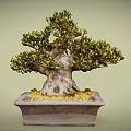 Bonsai Tree With Twisted Trunk Lush Green Leaves In Square Terracotta Pot Yellow Pebbles