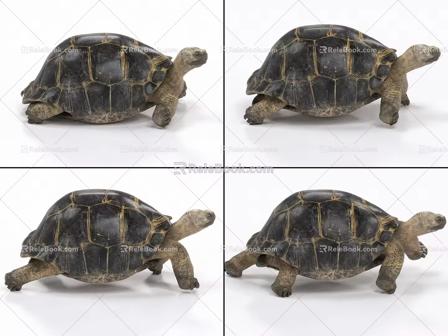 Tortoise with binding and crawling animation turtle like turtle 3d model