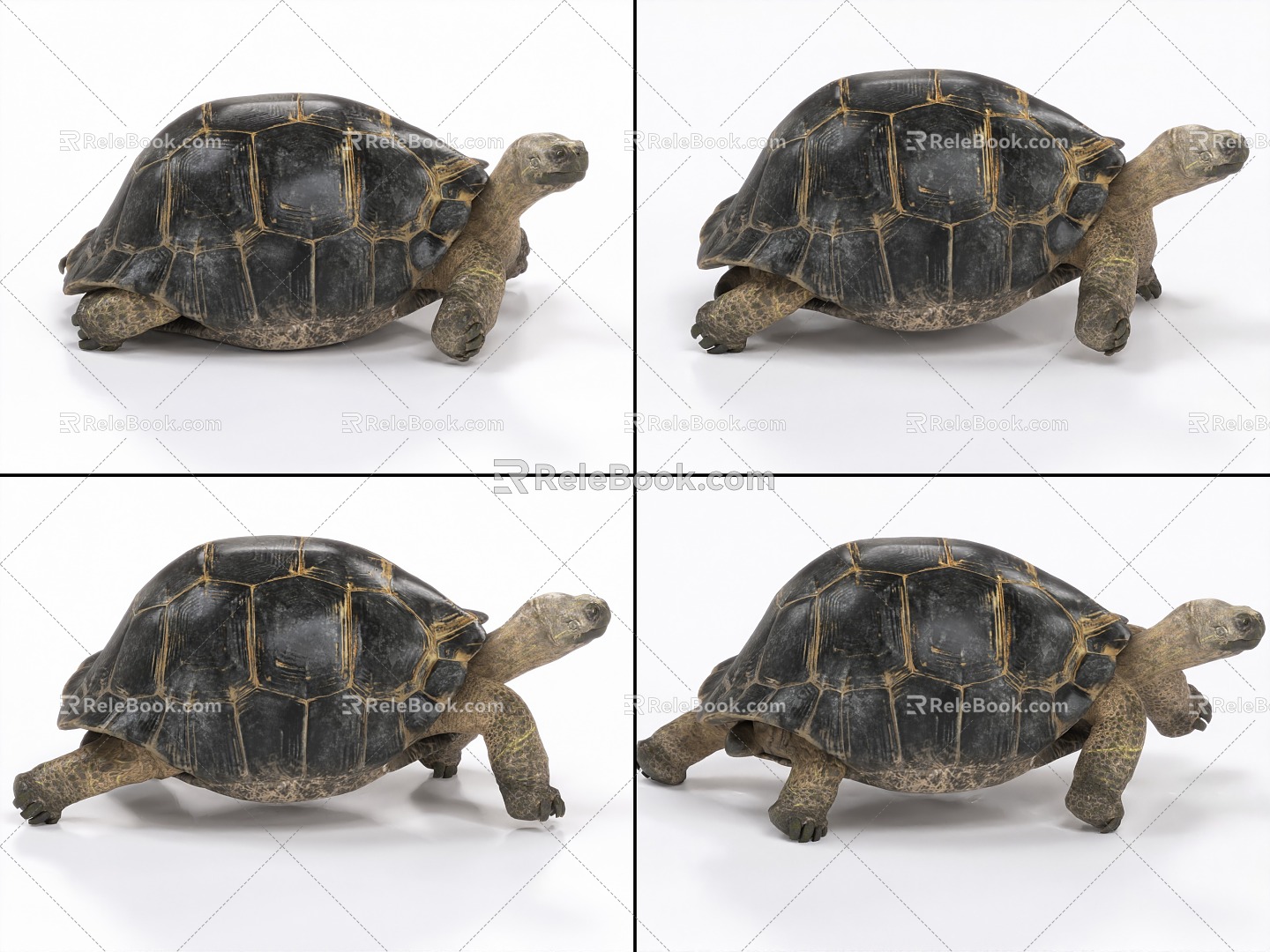 Tortoise with binding and crawling animation turtle turtle like turtle 3d model