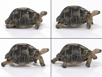 Tortoise with binding and crawling animation turtle like turtle 3d model