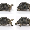 Tortoise with binding and crawling animation turtle like turtle 3d model